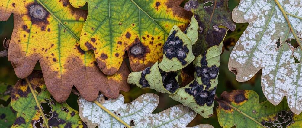 tree disease management