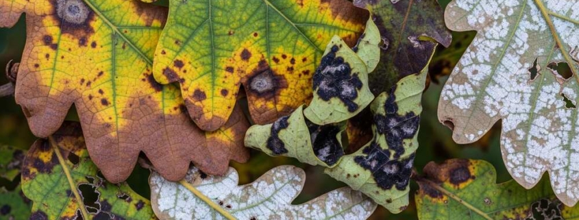 tree disease management