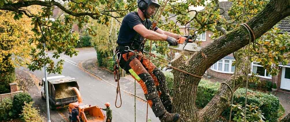 best time to prune pecan trees in texas