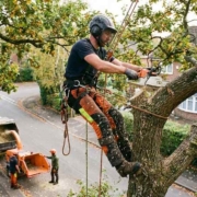best time to prune pecan trees in texas