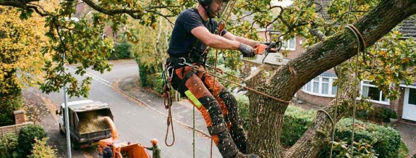 best time to prune pecan trees in texas