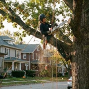 best time to prune trees in texas