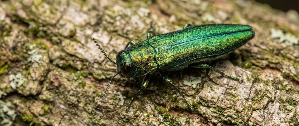 common tree pests austin texas