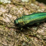 common tree pests austin texas