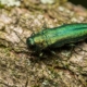 common tree pests austin texas