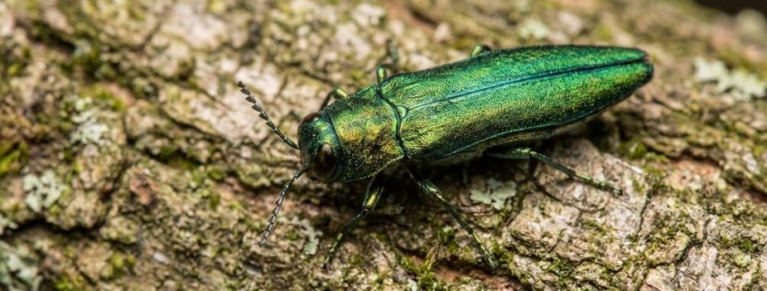 common tree pests austin texas