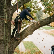 poor tree pruning