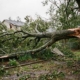 tree risk assessment
