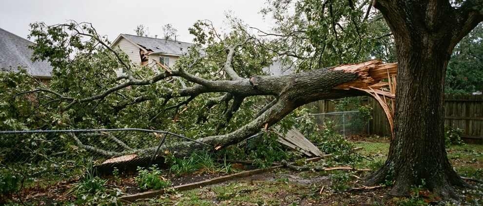 tree risk assessment