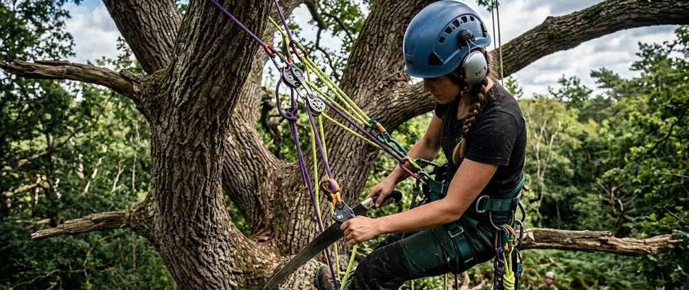 arborist vs tree trimmer