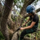 arborist vs tree trimmer