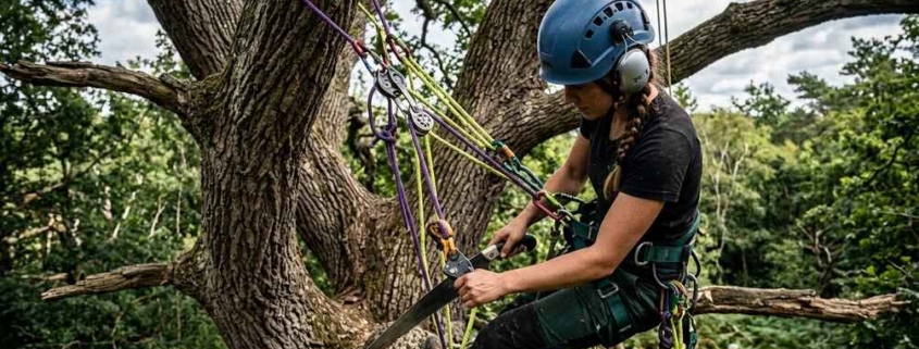 arborist vs tree trimmer