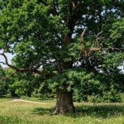 deadwooding a tree