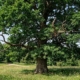 deadwooding a tree