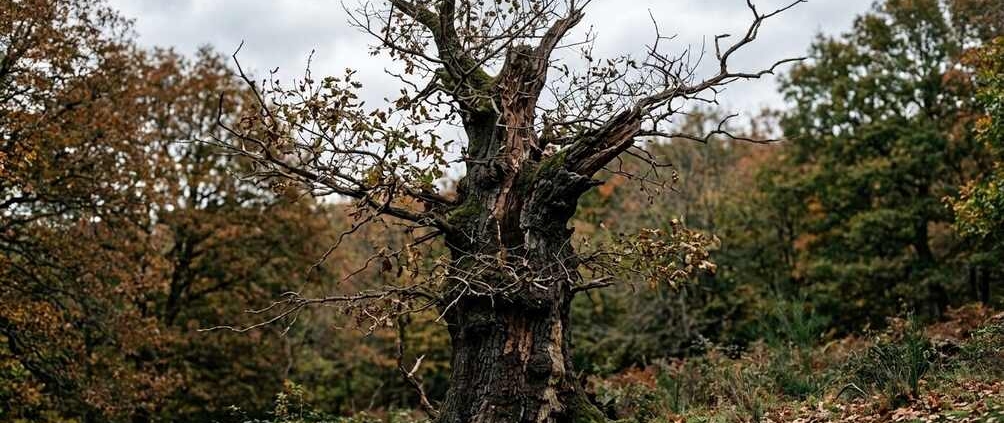 oak tree removal