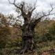oak tree removal