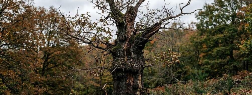 oak tree removal