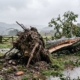 storm damage tree removal
